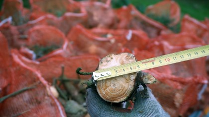 Tocator crengi R60 N6