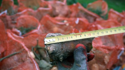 Tocator crengi R60 N6